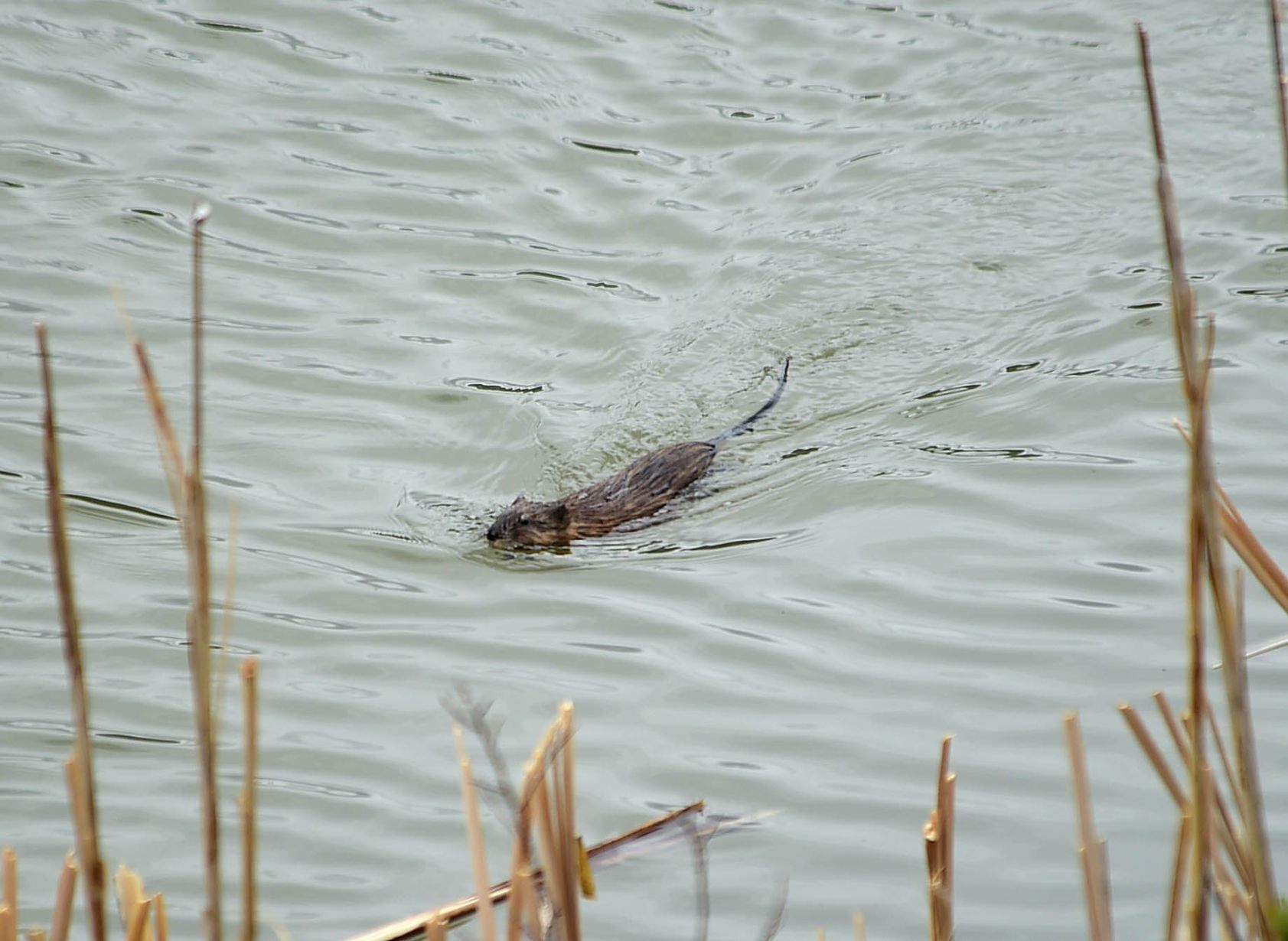 Muskrat
